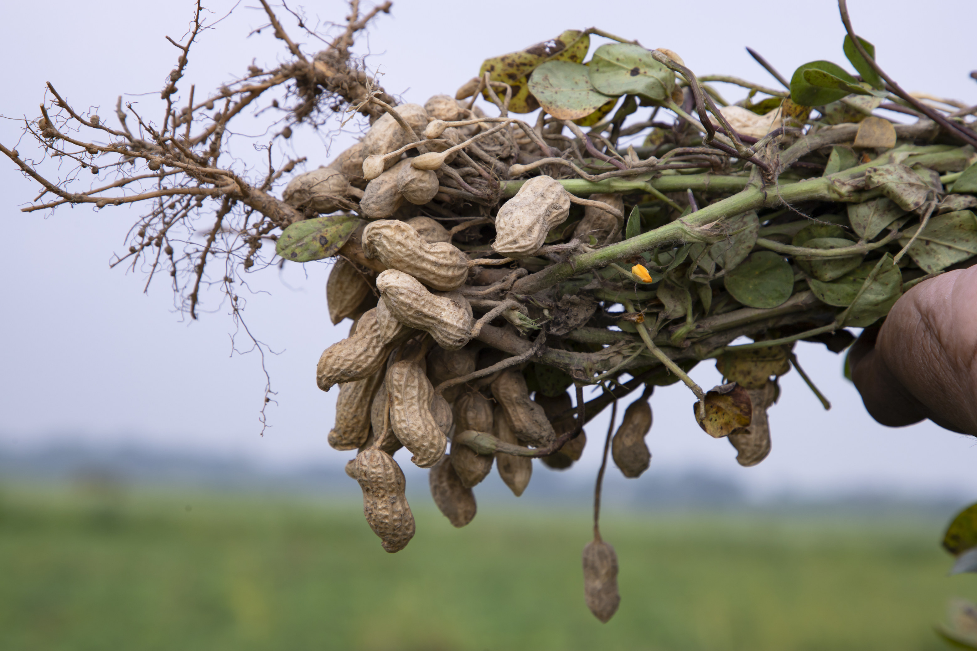 one bunch peanuts with blurred background selective focus